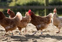 禽流感來襲? 政府儲備五百萬劑疫苗 H5N1禽流感