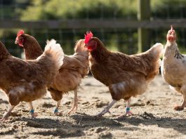 禽流感來襲? 政府儲備五百萬劑疫苗 H5N1禽流感