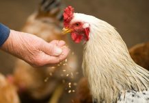 政府加強措施 防止禽流感傳播 政府加強措施 防止禽流感傳播