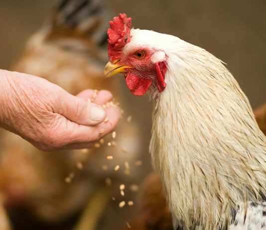 政府加強措施 防止禽流感傳播 政府加強措施 防止禽流感傳播