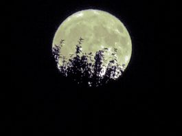 星期日 記得抬頭望月光 星期日 記得抬頭望月光