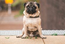 專家警告 狗都有January blues 專家警告 狗都有January blues