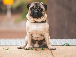 專家警告 狗都有January blues 專家警告 狗都有January blues