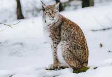 蘇格蘭高地發現山貓 其中一隻死亡 蘇格蘭高地發現山貓 其中一隻死亡