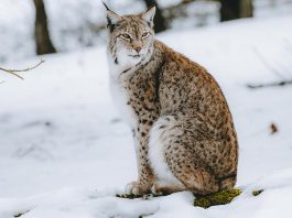 蘇格蘭高地發現山貓 其中一隻死亡 蘇格蘭高地發現山貓 其中一隻死亡