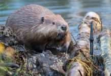 英格蘭首次允許野放海狸 協助管理當地水道 英格蘭首次允許野放海狸 協助管理當地水道