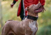 女子遭特大惡霸犬咬死 兩人被捕 女子遭特大惡霸犬咬死 兩人被捕