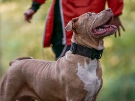 女子遭特大惡霸犬咬死 兩人被捕 女子遭特大惡霸犬咬死 兩人被捕