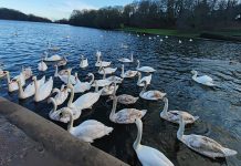 Roundhay Park停車場 二月十日起收費 Roundhay Park停車場 二月十日起收費