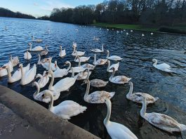 Roundhay Park停車場 二月十日起收費 Roundhay Park停車場 二月十日起收費