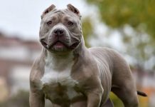 Warrington 84歲老翁 遭特大惡霸犬襲擊數週後去世 Warrington 84歲老翁 遭特大惡霸犬襲擊數週後去世