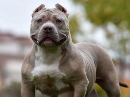 Warrington 84歲老翁 遭特大惡霸犬襲擊數週後去世 Warrington 84歲老翁 遭特大惡霸犬襲擊數週後去世