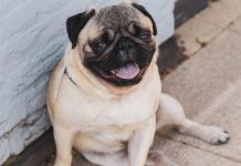 男子迫女友與八哥獸交 判監五年半 男子迫女友與八哥獸交 判監五年半