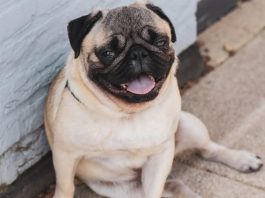 男子迫女友與八哥獸交 判監五年半 男子迫女友與八哥獸交 判監五年半