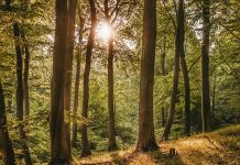 英國西部新國家森林 將種植2000萬棵樹 英國西部新國家森林 將種植2000萬棵樹