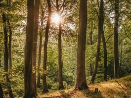 英國西部新國家森林 將種植2000萬棵樹 英國西部新國家森林 將種植2000萬棵樹