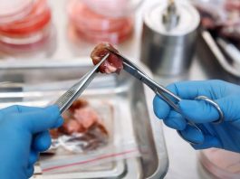 英國擬兩年內批准 銷售實驗室培育食品 英國擬兩年內批准 銷售實驗室培育食品