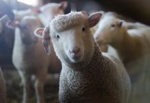 英國農場發現 全球首宗綿羊感染禽流感 英國農場發現 全球首宗綿羊感染禽流感