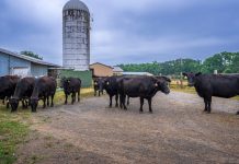 Tesco拒售美國牛肉 堅持採購英愛本地貨源 Tesco拒售美國牛肉 堅持採購英愛本地貨源