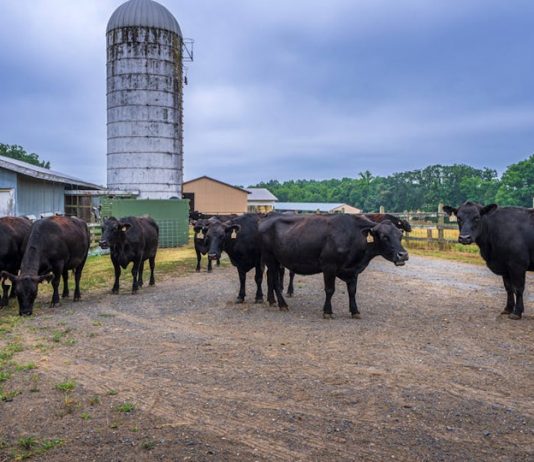 Tesco拒售美國牛肉 堅持採購英愛本地貨源 Tesco拒售美國牛肉 堅持採購英愛本地貨源