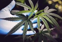 倫敦市長促大麻非刑事化 報告指現行法律不公 倫敦市長促大麻非刑事化 報告指現行法律不公