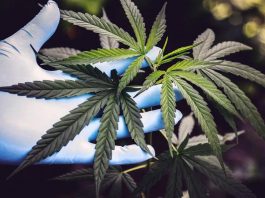 倫敦市長促大麻非刑事化 報告指現行法律不公 倫敦市長促大麻非刑事化 報告指現行法律不公