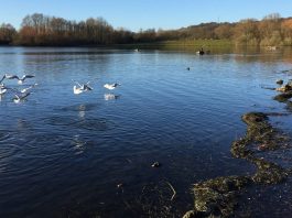 諾丁漢郡16歲少年 湖中游泳遇溺身亡 諾丁漢郡16歲少年 湖中游泳遇溺身亡