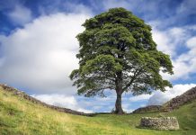 貪過癮砍著名羅賓漢樹 兩男子面臨長期監禁 貪過癮砍著名羅賓漢樹 兩男子面臨長期監禁
