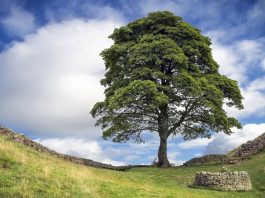 貪過癮砍著名羅賓漢樹 兩男子面臨長期監禁 貪過癮砍著名羅賓漢樹 兩男子面臨長期監禁
