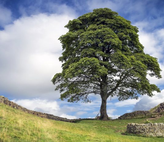 貪過癮砍著名羅賓漢樹 兩男子面臨長期監禁 貪過癮砍著名羅賓漢樹 兩男子面臨長期監禁