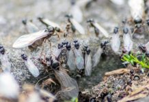 「飛蟻日」即將來臨 專家警告今年更嚴重 「飛蟻日」即將來臨 專家警告今年更嚴重