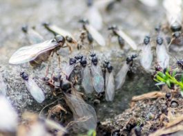 「飛蟻日」即將來臨 專家警告今年更嚴重 「飛蟻日」即將來臨 專家警告今年更嚴重
