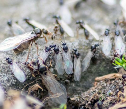 「飛蟻日」即將來臨 專家警告今年更嚴重 「飛蟻日」即將來臨 專家警告今年更嚴重