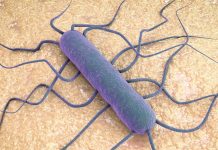 愛爾蘭爆李斯特菌疫情 涉事食品Tesco有售 愛爾蘭爆李斯特菌疫情 涉事食品Tesco有售