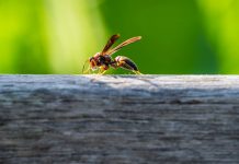 英國今夏黃蜂數量激增 專家籲與生態共存 英國今夏黃蜂數量激增 專家籲與生態共存