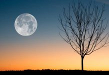 2025年首個超級月亮 追月夜登場 2025年首個超級月亮 追月夜登場