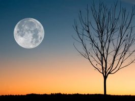 2025年首個超級月亮 追月夜登場 2025年首個超級月亮 追月夜登場