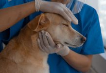 英國獸醫服務改革 診所須提升透明度 英國獸醫服務改革 診所須提升透明度