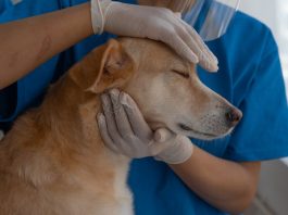 英國獸醫服務改革 診所須提升透明度 英國獸醫服務改革 診所須提升透明度