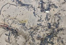 膠粒污染東修適士海灘 狗隻吞食恐致死 膠粒污染東修適士海灘 狗隻吞食恐致死