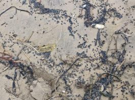 膠粒污染東修適士海灘 狗隻吞食恐致死 膠粒污染東修適士海灘 狗隻吞食恐致死