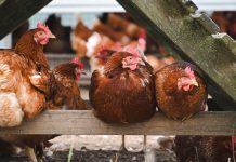 英國爆發禽流感 全國強制室內養殖 英國爆發禽流感 全國強制室內養殖