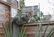 威爾斯小鎮鄰里糾紛 因貓糞鬧上高等法院 威爾斯小鎮鄰里糾紛 因貓糞鬧上高等法院