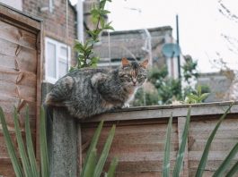 威爾斯小鎮鄰里糾紛 因貓糞鬧上高等法院 威爾斯小鎮鄰里糾紛 因貓糞鬧上高等法院