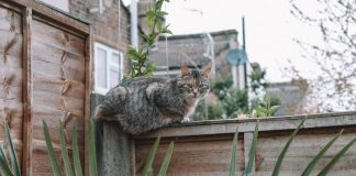 威爾斯小鎮鄰里糾紛 因貓糞鬧上高等法院 威爾斯小鎮鄰里糾紛 因貓糞鬧上高等法院