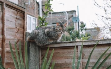 威爾斯小鎮鄰里糾紛 因貓糞鬧上高等法院 威爾斯小鎮鄰里糾紛 因貓糞鬧上高等法院