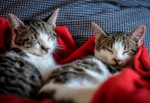 家貓癌症基因與人類相似 為癌症治療提供新線索 家貓癌症基因與人類相似 為癌症治療提供新線索