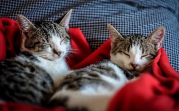 家貓癌症基因與人類相似 為癌症治療提供新線索 家貓癌症基因與人類相似 為癌症治療提供新線索