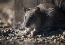 雨季後鼠患風險大增 約克郡老鼠活動急升20% 雨季後鼠患風險大增 約克郡老鼠活動急升20%