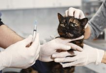 英國獸醫市場大改革 規定診所標價提升透明度 英國獸醫市場大改革 強制診所標價提高透明度